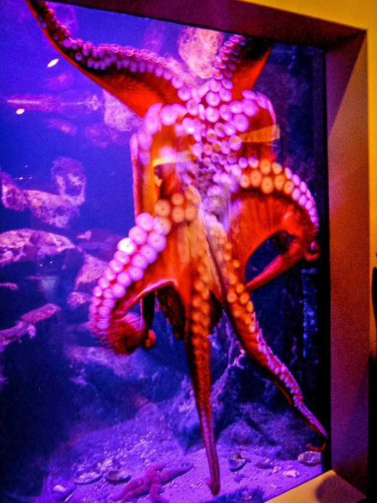 Alaska SeaLife Center Alaska's Public Aquarium